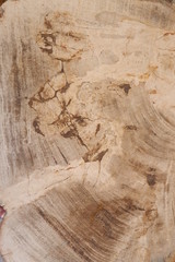 textures from fossilized wood