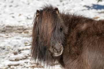 Fototapeta premium Portrait of a pony. Pony in the countryside.