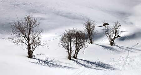 ski de rando au Galibier