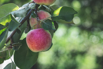 Apple tree toned pastel