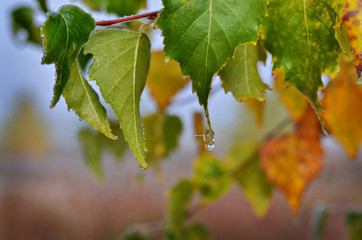 In autumn forest. In September, the first frosts begin in the Urals. In the morning frost appears on the grass and leaves. And in the afternoon in Sunny weather it is warm as in summer.
