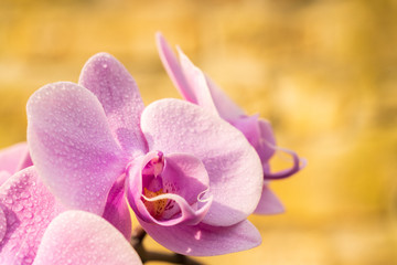 Fototapeta na wymiar Sanfter Orchideen-Traum