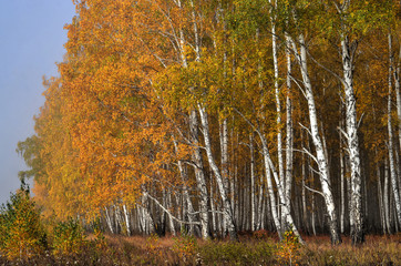Fototapeta premium In autumn forest. In September, the first frosts begin in the Urals. In the morning frost appears on the grass and leaves. And in the afternoon in Sunny weather it is warm as in summer.