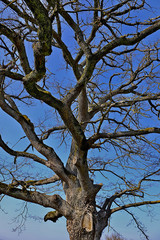 ARBRE NU AIN