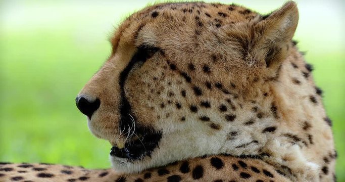 cheetah close up in the park kruger, south africa