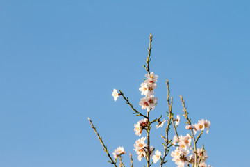 Detail of almond tree branches flowering on blue sky background
