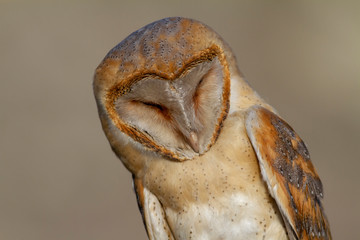 Western Barn Owl