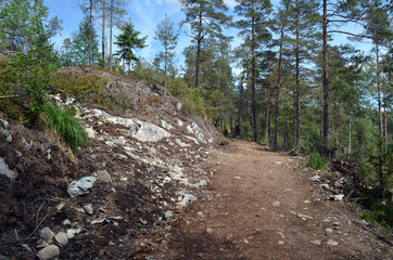 Forest on a summer day in Central Norway