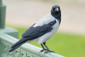 bird