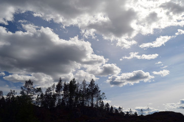 Forest on a summer day in Central Norway