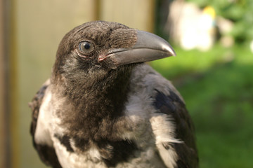 bird