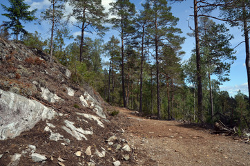 Forest on a summer day in Central Norway
