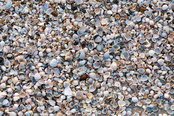 Seashells on the beach