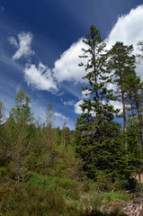 Forest on a summer day in Central Norway
