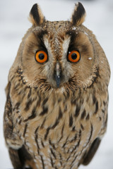 bird
