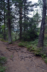 Forest on a summer day in Central Norway