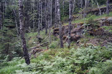 Forest on a summer day in Central Norway