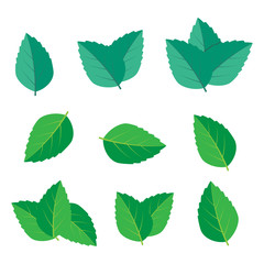 green leaf icons. Mint leaves vector logo