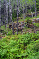 Forest on a summer day in Central Norway