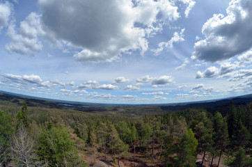 Forest on a summer day in Central Norway
