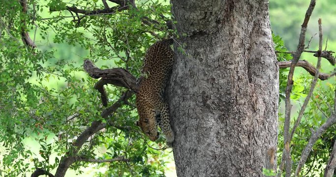 leopard in a tree in South Africa in Kruger Park