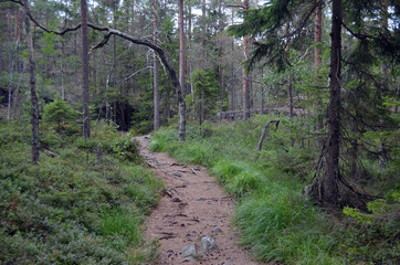 Fototapeta premium Forest on a summer day in Central Norway