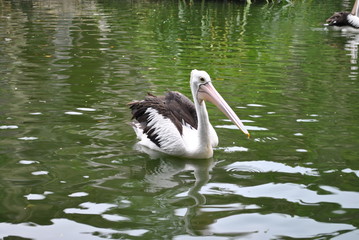 black-winged pelicans swimming in the zoo pool in the afternoon.