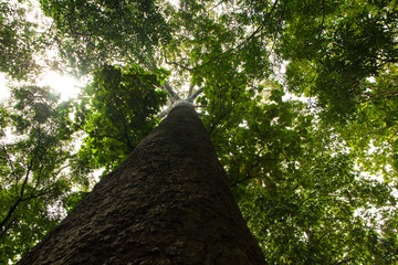 Fototapeta premium Big tree.