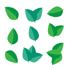 Naklejka na ściany i meble Fresh green tea sprig and mint leaves. Mint leaves vector logo