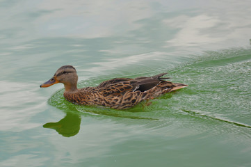 duck, lake, water, pond, ducks, northern, nature, beauty, summer, background, white, colorful, spring, wildlife, bird, river, billed, beautiful, green, swimming, color