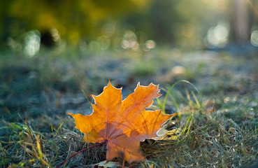 orange maple leaf on the grass in hoarfrost