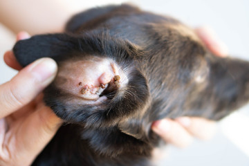 Closeup big tick parasite on ear dog skin, selective focus