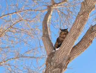 Winter, the cat sits on a tree and looks down. Save the cat.