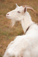 Close-up portrait of a beautiful white goat with a wistful gaze in nature.