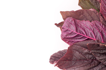 Red amaranth salad leaves isolated with copyspace