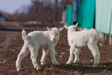 White nice little goatlings exploring the world