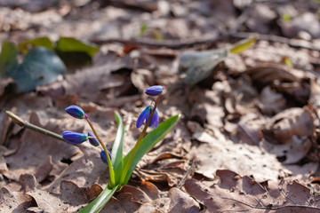 first spring flowers blue snowdrops