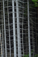 Forest on a summer day in Central Norway