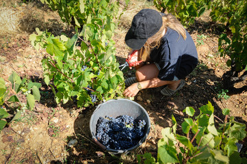 Vendanges dans le beaujolais