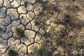 cracked dry land under the bright summer sun in the heat despite the drought gave life to green grass and flowers far away from the city