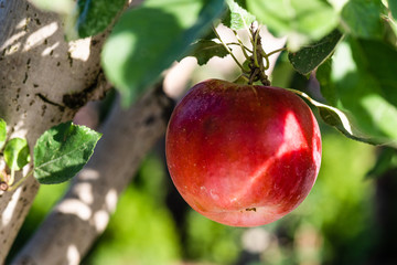 Rippe apples in the orchard ready for harvests