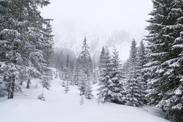 The coniferous forest in mountains in snowstorm