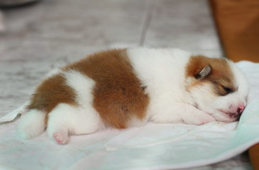 The first Pomeranian puppy is sleeping on the floor.