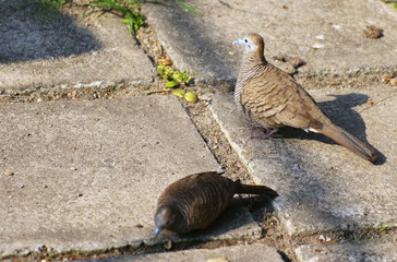 Two birds are searching for food on the ground.