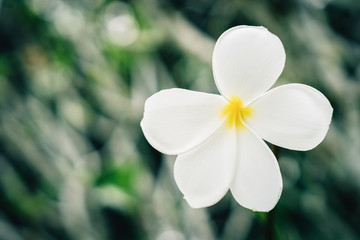 Copy space of Plumeria (Frangipani) flower or Leelawadee Thailand name.