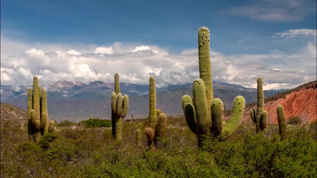 Time lapse of big green cacti with mountains and clouds on background. Los Cardones national park, Salta, Argentina. UHD 4K