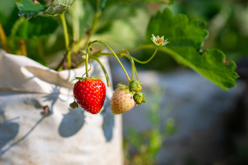 Close-up Of Strawberry.
