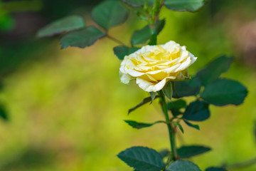 Miniature yellow rose flower in the garden.