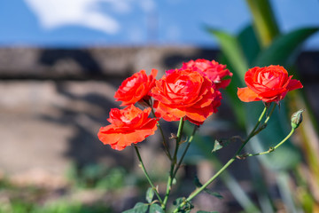 Miniature red rose flowers in the garden.