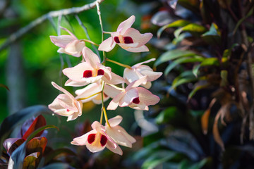 Close-up Of beautiful orchids.